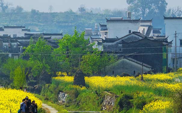 春季婺源旅游：婺源油菜花美景