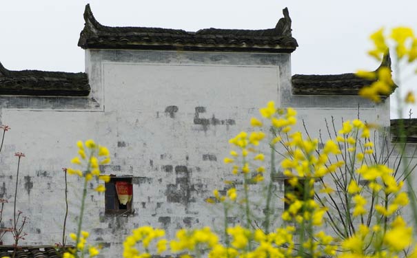 婺源油菜花