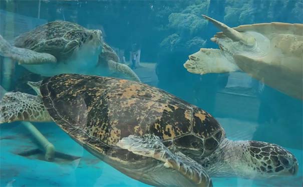 广西旅游：南宁动物园海龟