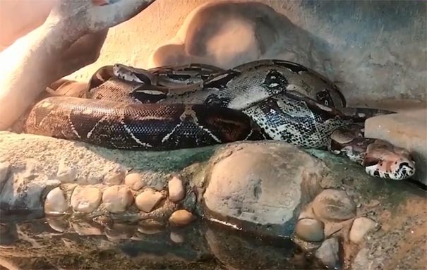 广西旅游：南宁动物园蟒蛇