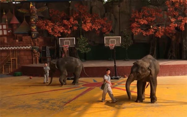 广西旅游：南宁动物园大象表演