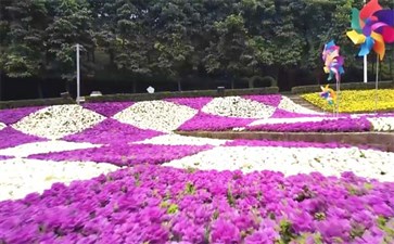 鼎山公园花海