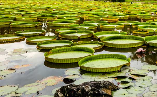 中国科学院西双版纳热带植物园