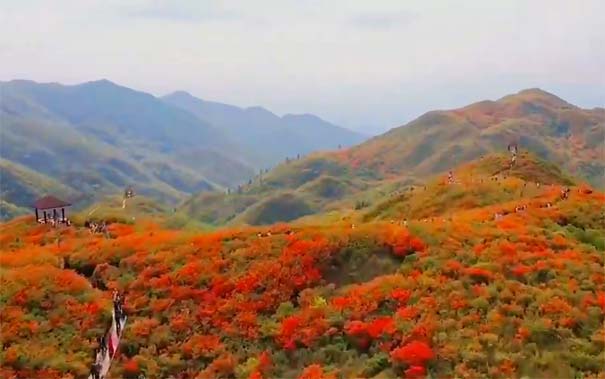 春季湖南旅游：大围山七星岭景区杜鹃花开