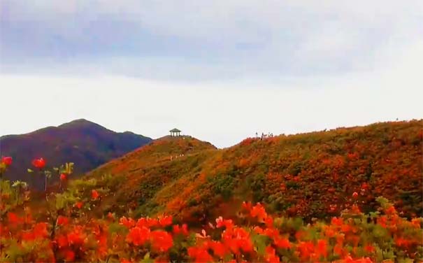 春季湖南旅游：大围山七星岭景区杜鹃花开