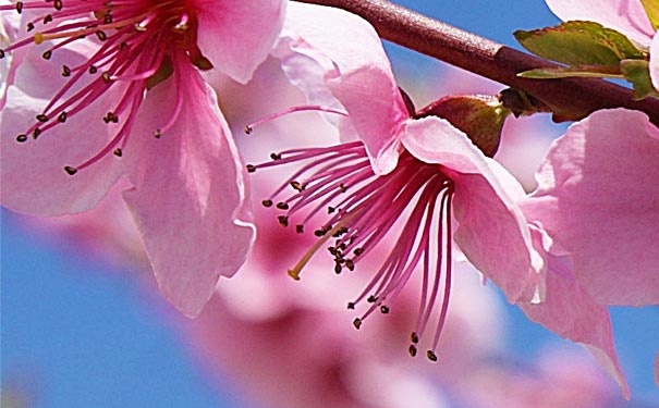 春季广西桂林旅游：桃花