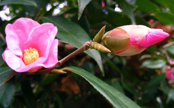 春季云南旅游：昆明金殿茶花