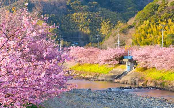 春季日本旅游：河津樱花
