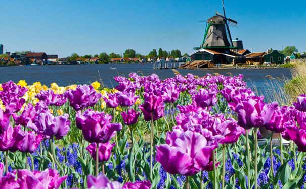 春季荷兰旅游：风车与郁金香