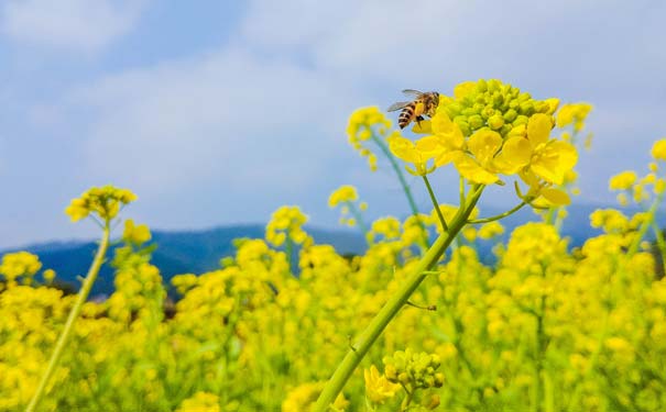 春季赏花旅游攻略：防毒蜂