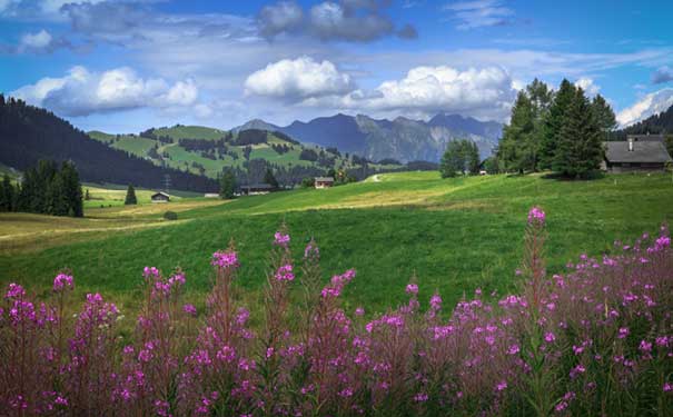 春季欧洲旅游：瑞士阿尔卑斯山脉野花