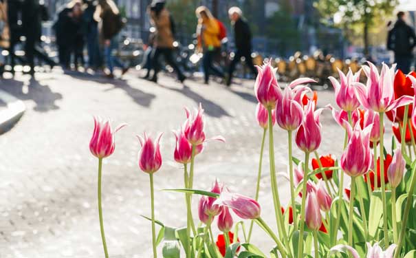 春季欧洲旅游：荷兰阿姆斯特丹市中心郁金香