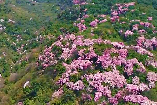 五一旅游：金佛山杜鹃花开