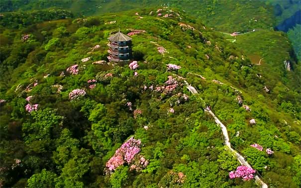 五一旅游：金佛山杜鹃花开