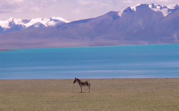 西藏旅游：阿里扎日南木措藏野驴