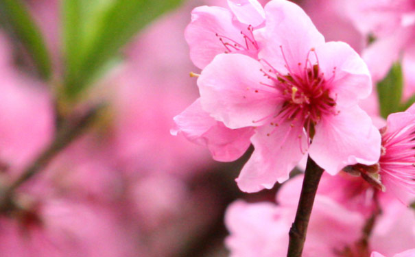 春季旅游：湖南常德桃花