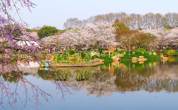 湖北武汉旅游：东湖公园樱花长廊