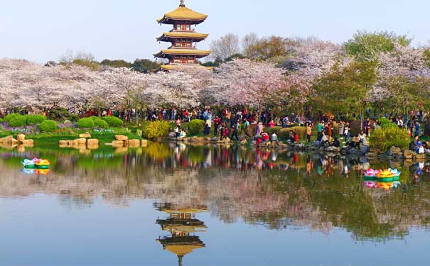 湖北武汉旅游：东湖公园樱花盛开