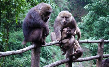 峨眉山旅游：峨眉山猴子