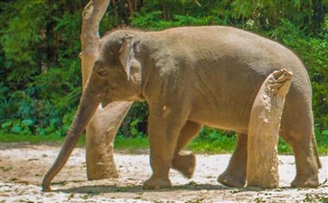 广州长隆野生动物园大象