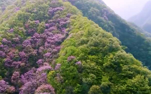 西安旅游景点：太平国家森林公园紫荆花