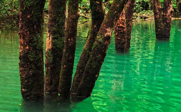 贵州旅游：荔波小七孔景区水上森林