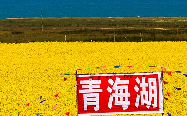 青海湖畔油菜花