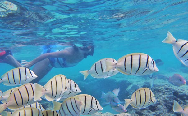 美国夏威夷旅游：夏威夷潜水