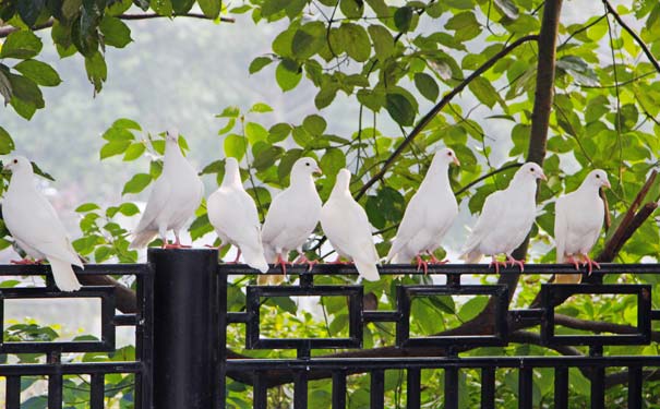 成都暑假亲子旅游去哪：浣花溪