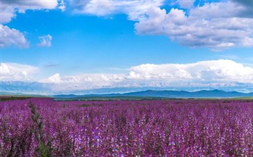 新疆旅游：伊犁薰衣草庄园