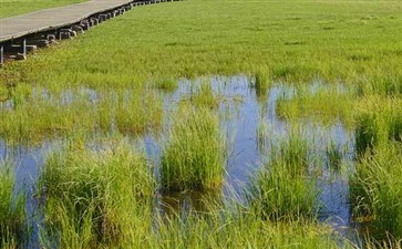 川西旅游：若尔盖花湖