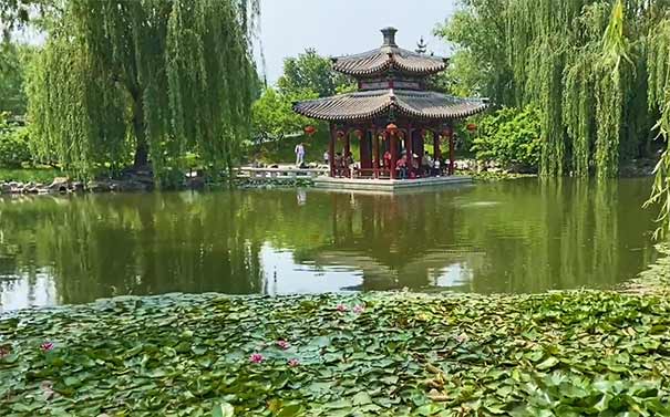 北京旅游赏荷花推荐：北京大观园