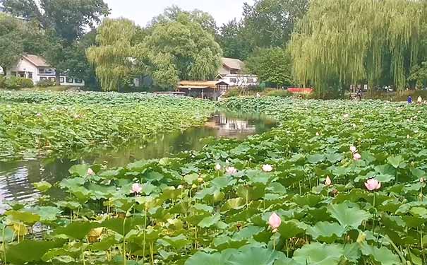 北京旅游赏荷花推荐：紫竹院公园荷花