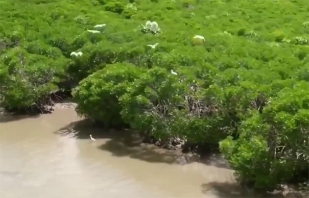 海南旅游：海口避暑推荐之红树林