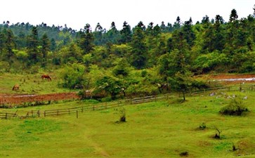 重庆旅游：武隆仙女山国家森林公园