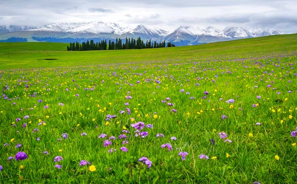 新疆旅游：伊犁特克斯喀拉峻草原