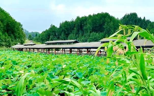 夏季重庆赏荷花指南：石柱鱼池镇荷花