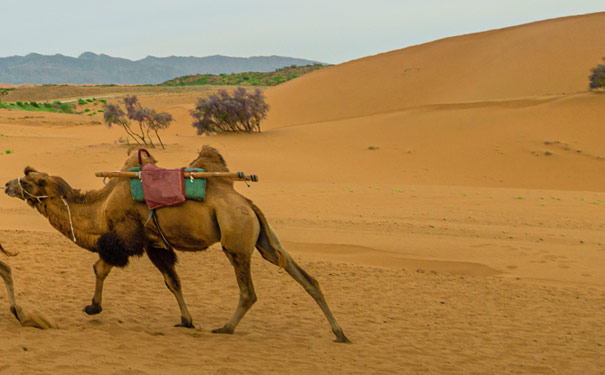 宁夏旅游：沙坡头骆驼