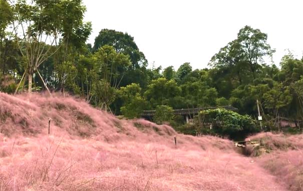 重庆周边旅游避暑地推荐：万盛青山湖国家湿地公园尚古村落粉黛花