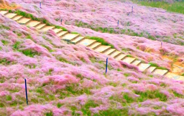 重庆旅游景点：万盛青山湖国家湿地公园尚古村落粉黛花