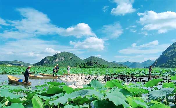 云南普者黑旅游必去景点推荐：湖泊群天鹅湖