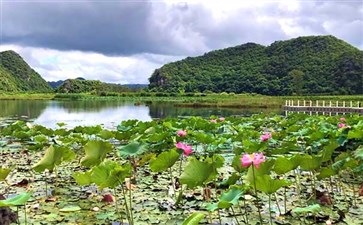 云南普者黑旅游：西荒湿地