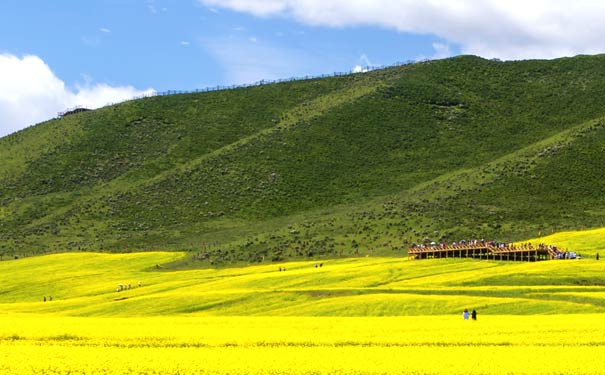 青海祁连山门源油菜花