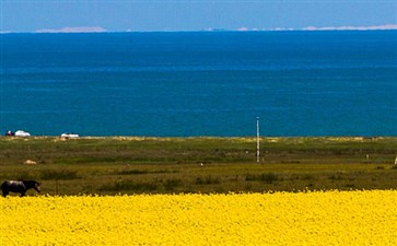 重庆自驾旅游：青海湖油菜花