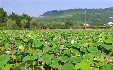 重庆周边一日游：铜梁荷和原乡赏荷花