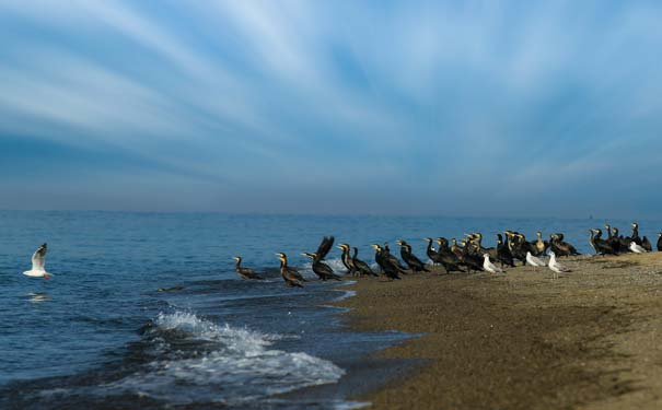 青海湖旅游：观鸟