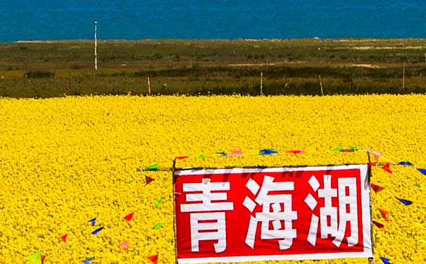 青海湖旅游：环湖油菜花
