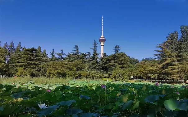 北京旅游必去景点：玉渊潭公园荷花