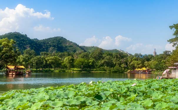 北京旅游必去景点：圆明园荷花