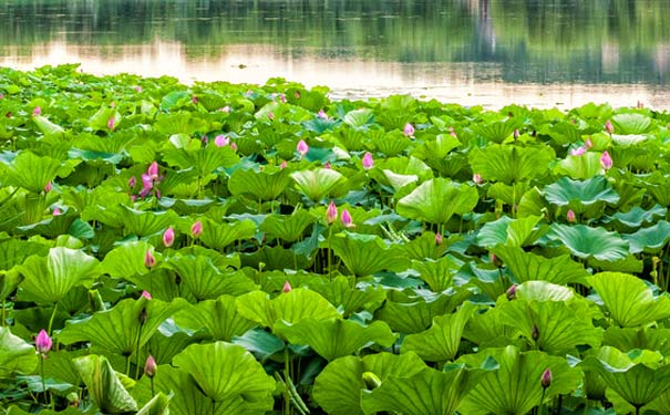 北京旅游必去景点：颐和园昆明湖荷花